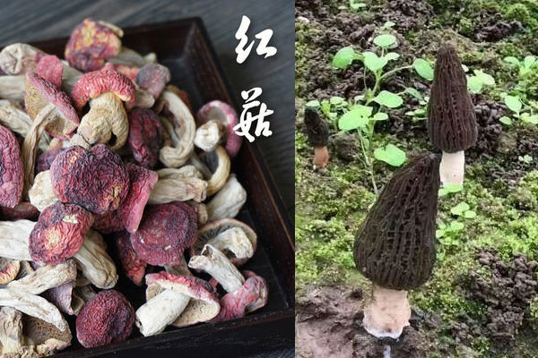 紅姑和羊肚菌哪個營養(yǎng)高