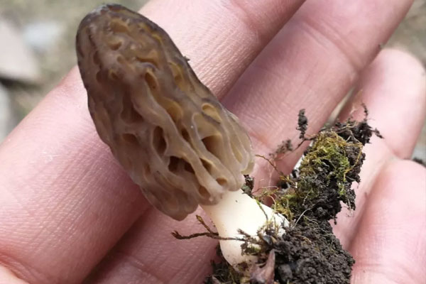 怎樣把羊肚菌里的沙子洗干凈，羊肚菌怎么炒好吃