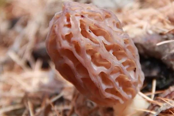 羊肚菌沒洗干凈吃了會怎么樣，羊肚菌不能和什么同煮