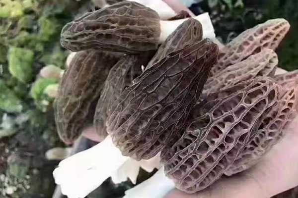 種植羊肚菌需要什么條件