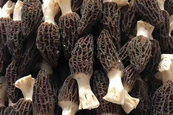 羊肚菌大小和營養(yǎng)有關(guān)系嗎，羊肚菌幾月份種植