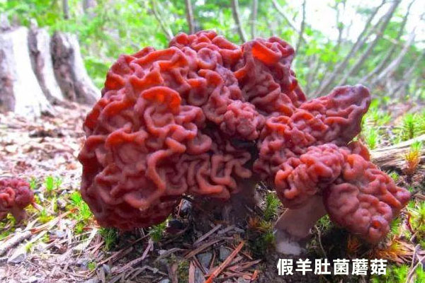 和羊肚菌長(zhǎng)的很像的菌是什么