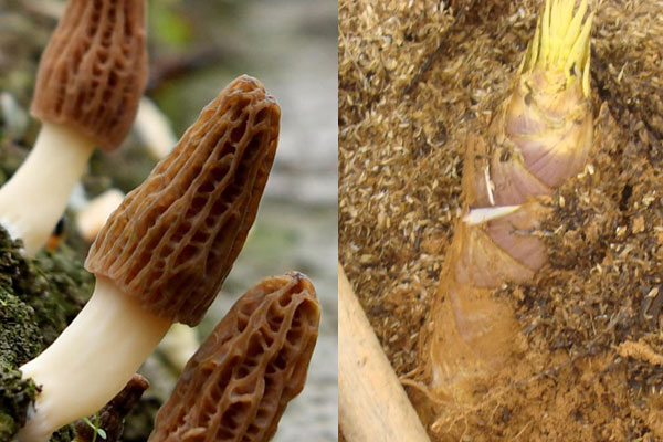羊肚菌炒什么菜最好吃，羊肚菌煲湯一般放幾顆