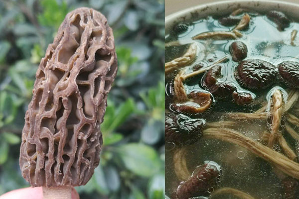 羊肚菌茶樹菇墨魚湯的做法，孕婦可以吃嗎
