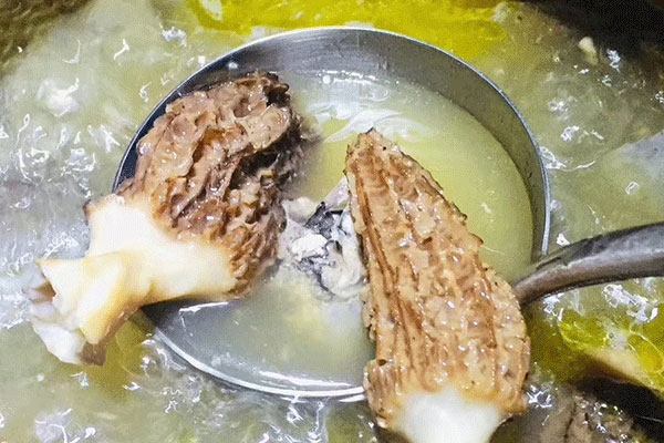 我國最好的羊肚菌在哪里 我國最好的羊肚菌在哪里