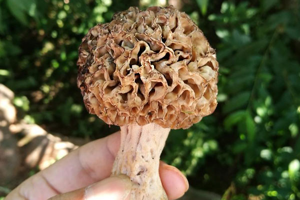野生羊肚菌的生長環(huán)境