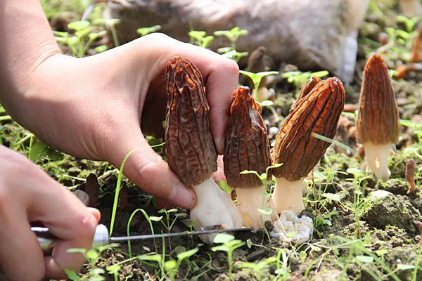 買(mǎi)羊肚菌要注意什么，羊肚菌老了能吃嗎
