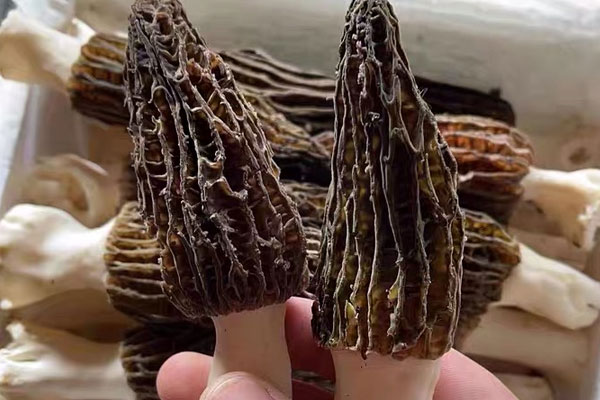 烤羊肚菌要焯水嗎 烤羊肚菌要焯水嗎