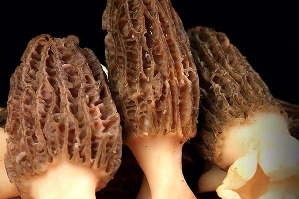 羊肚菌瘦肉鮑魚石斛湯的功效作用 羊肚菌瘦肉鮑魚石斛湯的功效作用