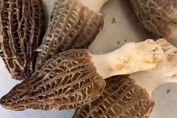羊肚菌魚(yú)膠蝦湯燉湯和煲湯的區(qū)別 羊肚菌魚(yú)膠蝦湯燉湯和煲湯的區(qū)別