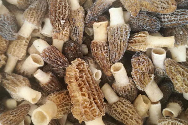 不同渠道購買冰凍羊肚菌價(jià)格不同 不同渠道購買冰凍羊肚菌價(jià)格不同
