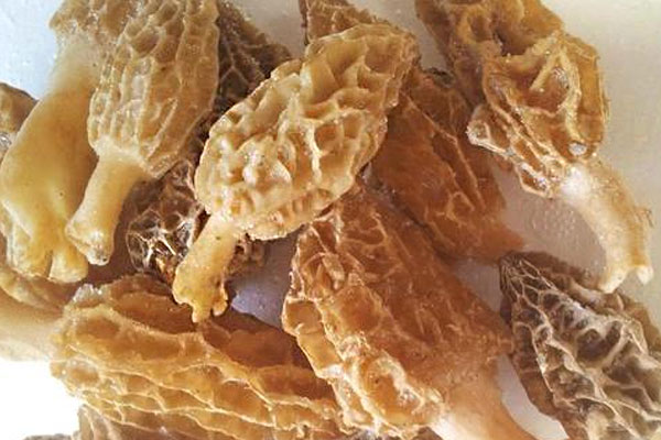 冰凍羊肚菌如何購買 冰凍羊肚菌如何購買