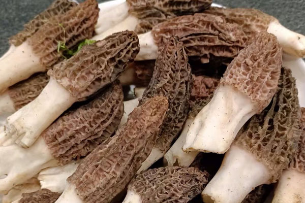 羊肚菌10個(gè)月小孩可以吃嗎，一歲半小孩怎么吃羊肚菌