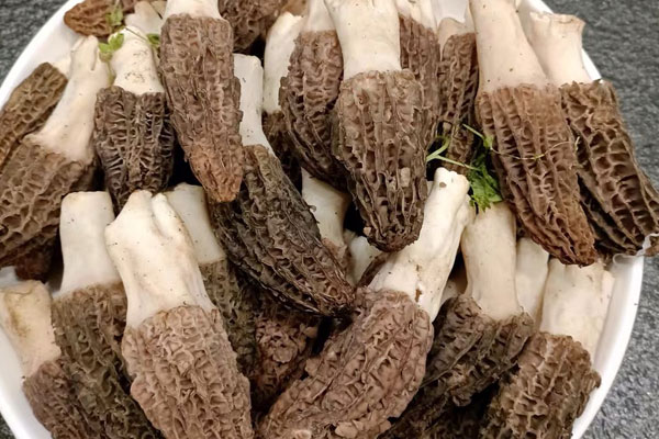 羊肚菌好還是牛奶好