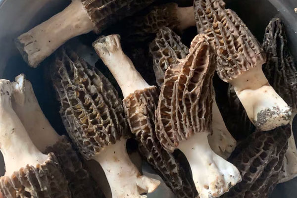 新鮮羊肚菌什么時(shí)候采摘好