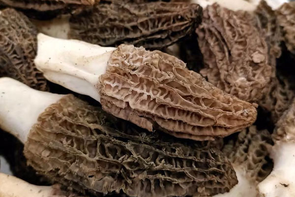 羊肚菌怎樣才能保存更長時間，羊肚菌有幾種顏色