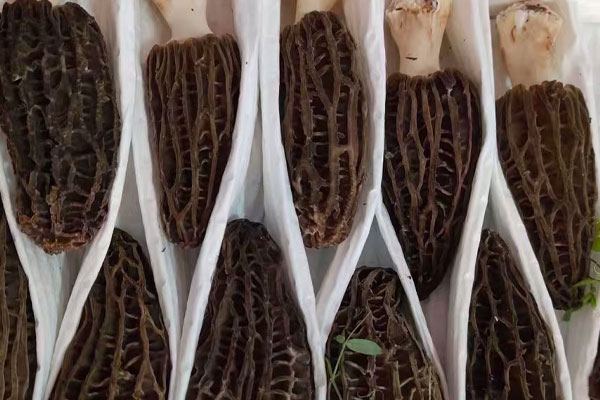 羊肚菌有多少種顏色