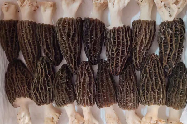 網(wǎng)兜蘑和羊肚菌一樣嗎，羊肚菌大小有什么區(qū)別