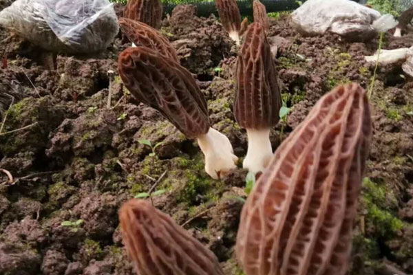 羊肚菌適合在什么地方種植，羊肚菌適合在北方種植嗎
