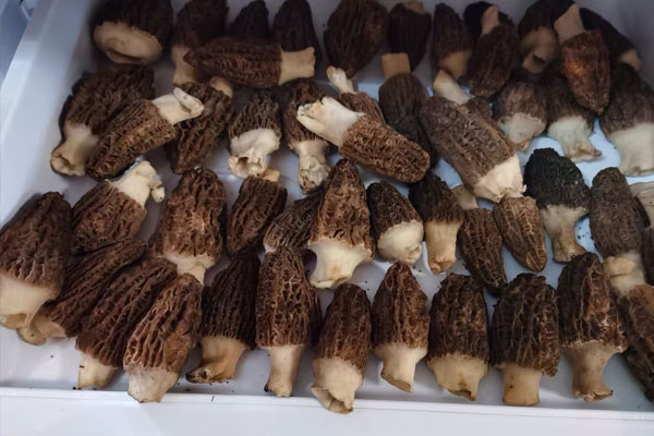 羊肚菌的幾種保存方法