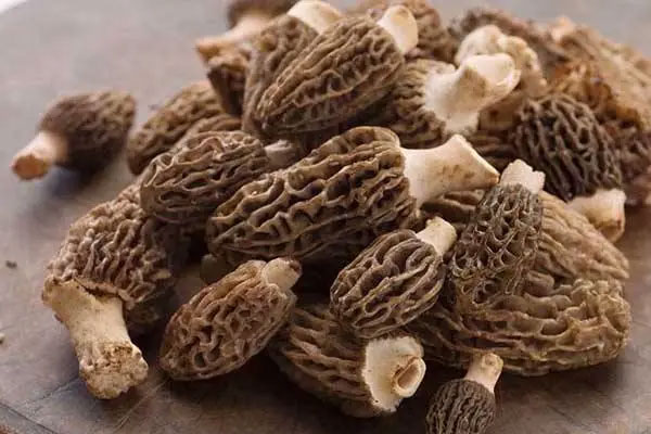 羊肚菌什么品種好