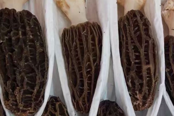 新鮮羊肚菌的等級
