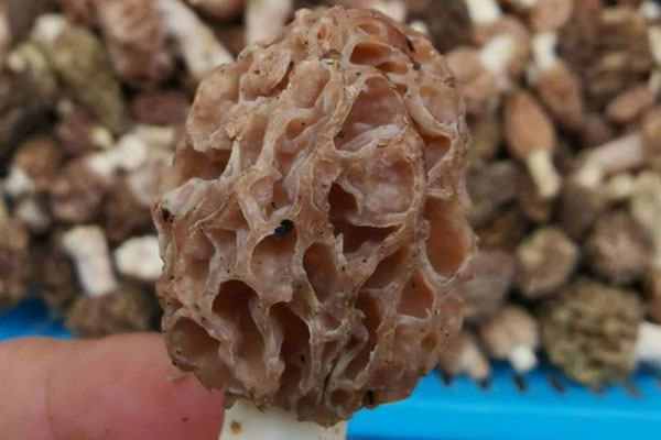 羊肚菌越大越好嗎