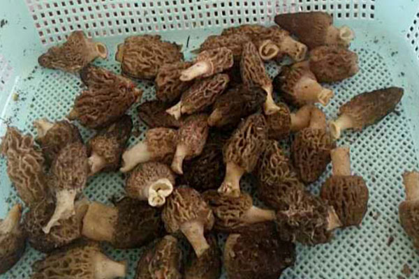 羊肚菌產(chǎn)地在什么地方