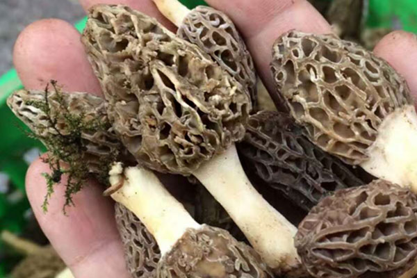 老人和孩子可以吃羊肚菌嗎