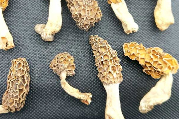 干羊肚菌的營養(yǎng)好嗎