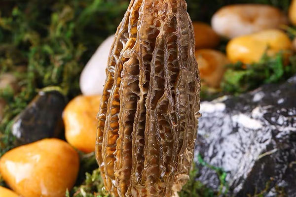 拿到手的新鮮羊肚菌應(yīng)該如何處理