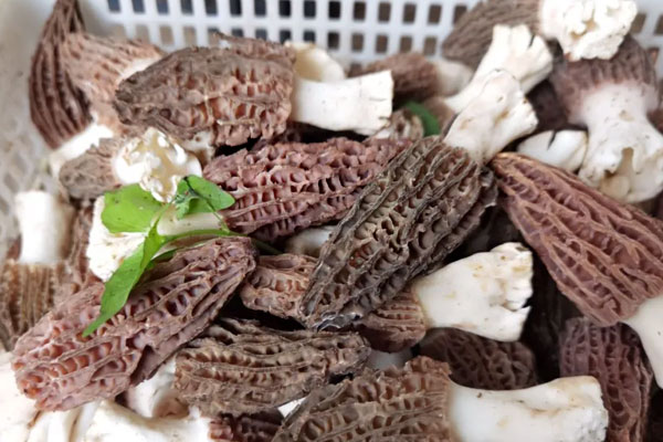 新鮮羊肚菌一碰就碎了，羊肚菌濕的可以吃嗎