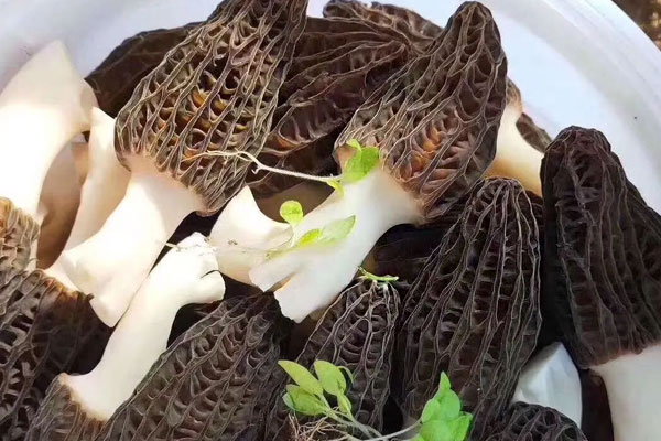 羊肚菌冷凍前洗不洗，羊肚菌解凍后軟了還可以吃嗎