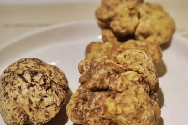 白松露護(hù)膚的功效與作用，黑松露可以美白嗎