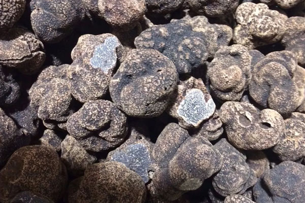 三高患者可以吃松露嗎，松露能預(yù)防心血管硬化嗎