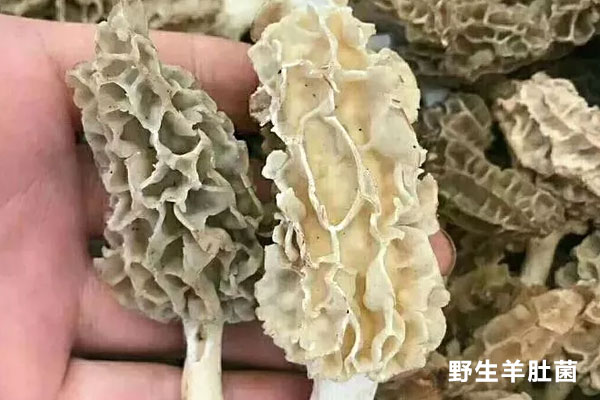 野生羊肚菌好嗎，扁的羊肚菌好嗎