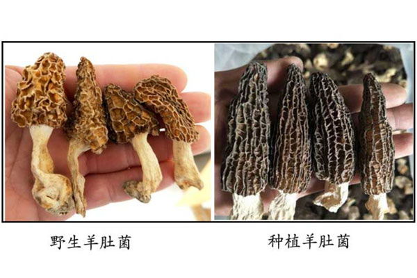 羊肚菌是養(yǎng)殖的還是野生的