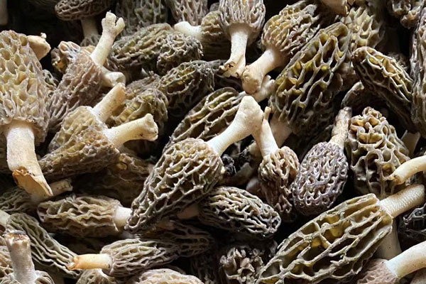 孩子吃羊肚菌好嗎