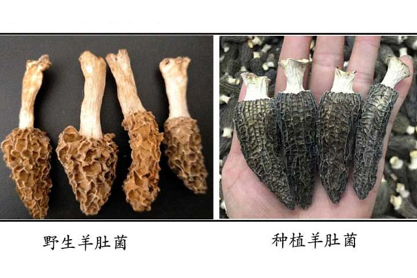 野生羊肚菌的品種鑒別，羊肚菌顏色黑的好還是灰的好