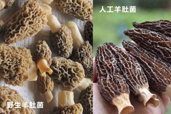 野生羊肚菌和人工養(yǎng)殖羊肚菌的區(qū)別，營養(yǎng)也一樣嗎