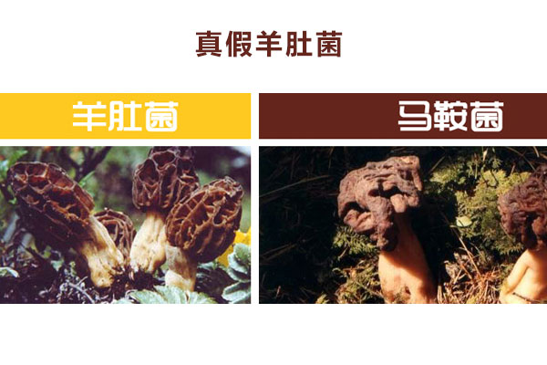 真假羊肚菌怎么分辨