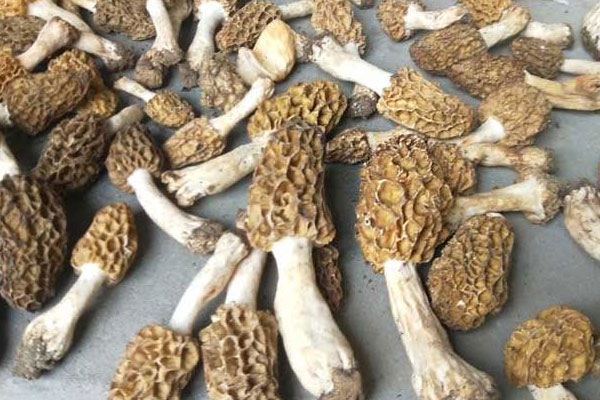羊肚菌尖頂好還是圓頂好