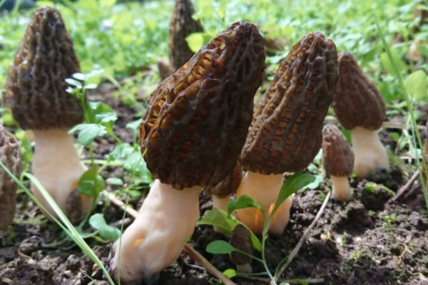 陰虛火旺能不能吃羊肚菌，胃炎為什么不能吃羊肚菌