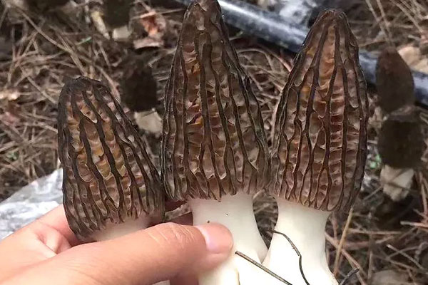 胃不好的人能吃羊肚菌嗎，胃糜爛可以吃羊肚菌嗎