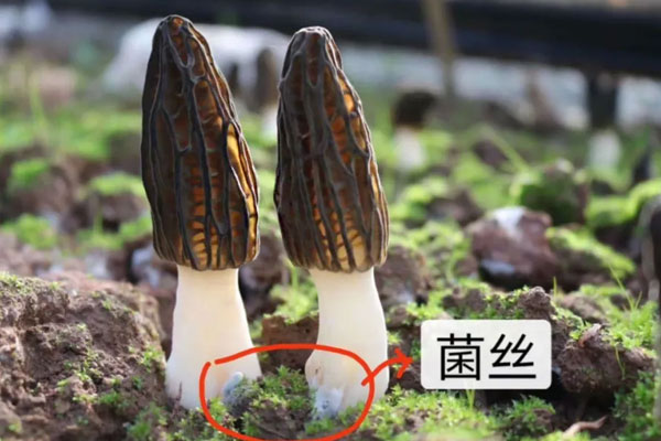 怎樣的羊肚菌是壞的