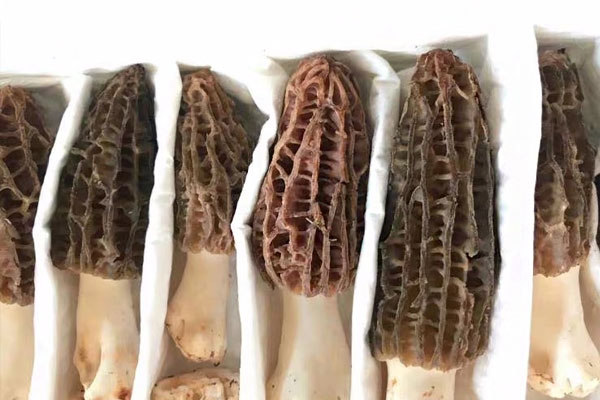 羊肚菌濕氣重嗎，濕氣重可以吃羊肚菌嗎