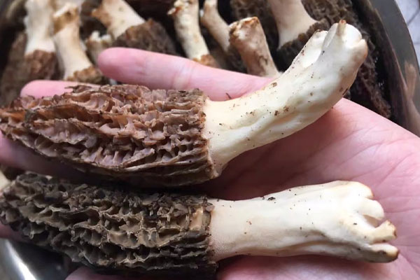 羊肚菌放冰箱10天還能吃嗎
