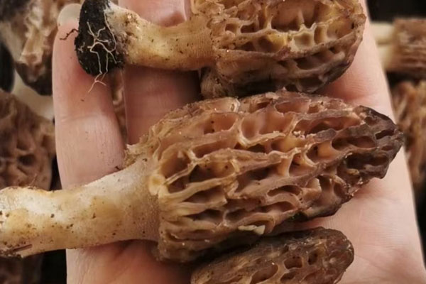 過敏性咳嗽可以吃羊肚菌嗎，羊肚菌過敏體質(zhì)能吃嗎