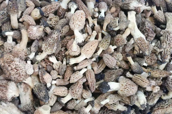 羊肚菌要洗多少次才能吃
