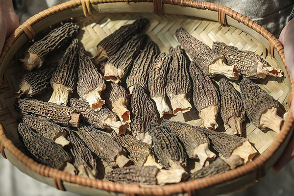 新鮮羊肚菌怎么烤干保存